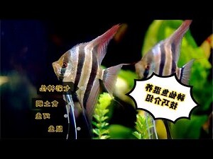 神仙魚 混養